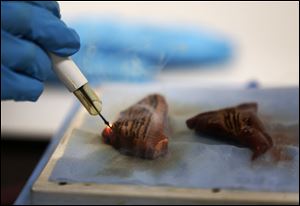  A member of 'intelligent knife' development team uses the knife on a piece of animal muscle during a demonstration at St Mary's Hospital in London.