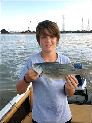 Ben Carter, 13, holds a 2.1-pound white bass he caught while fishing on the Maumee Rive downtown. Ben and his father, Chris, caught 40 white bass in about an hour.