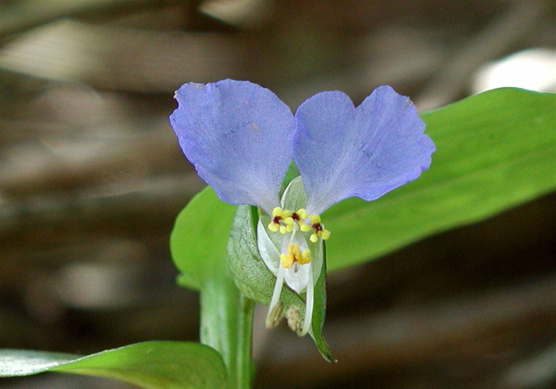 Flower Or Weed The Blade