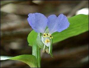 The cheery blue color of dayflowers (Commelina communis) -- so named because each flower lasts but a day. 