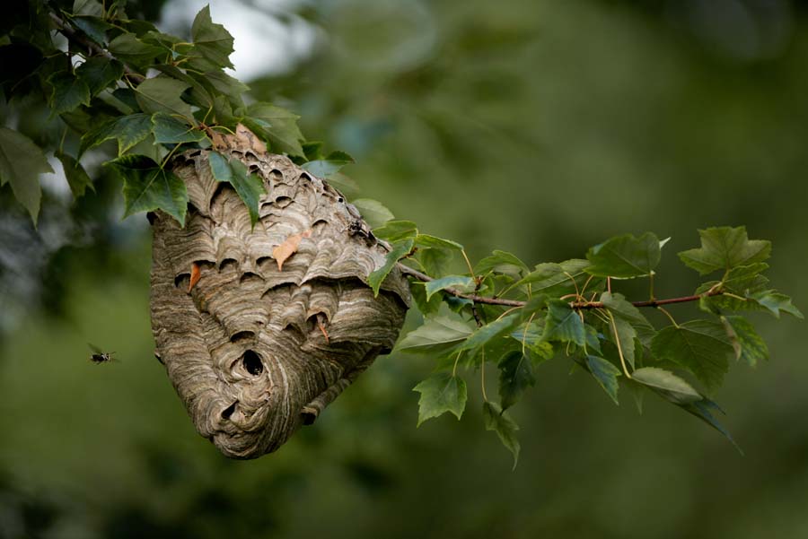 Risky Harvest: Entomologist collects hornet nests for vaccine - The Blade