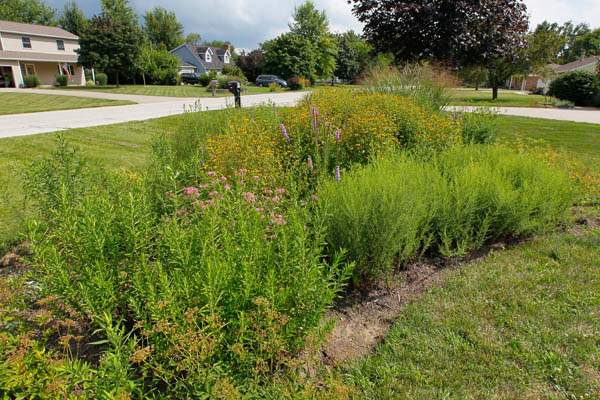 Beatrice-Miringu-rain-garden-1