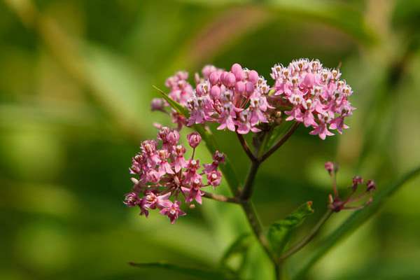 Flower-in-the-garden-of-Beatrice-Miringu