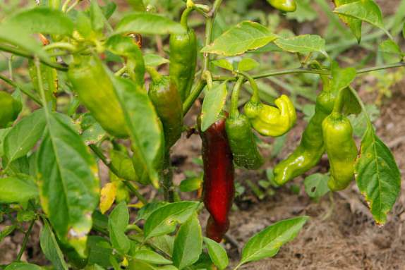 Peppers-in-the-garden-of-Beatrice-Miringu