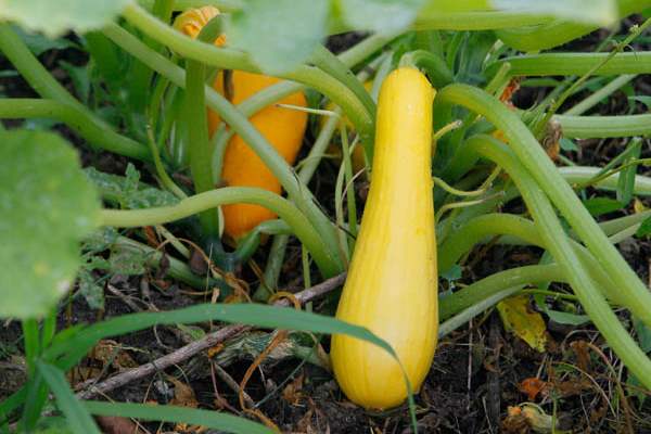 Squash-in-the-garden-of-Beatrice-Miringu