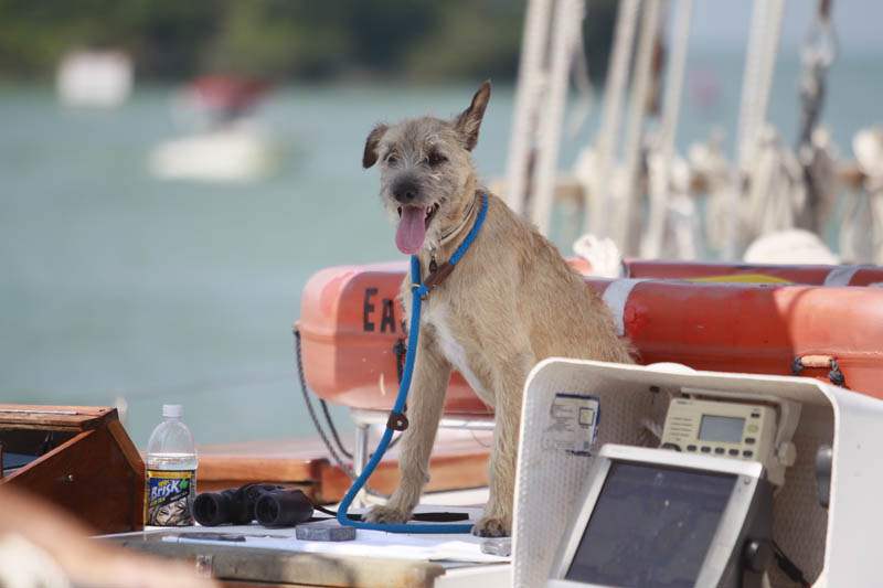 Tall-ships-dog-sitting