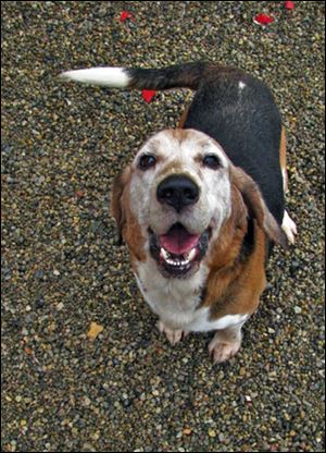 Schultz, a beagle and basset mix, was up for adoption at the Lucas County Dog Warden for many months and become volunteer and staff favorite. He was transferred to the humane society only to be killed soon after arrival because he did poorly on the behavior test.