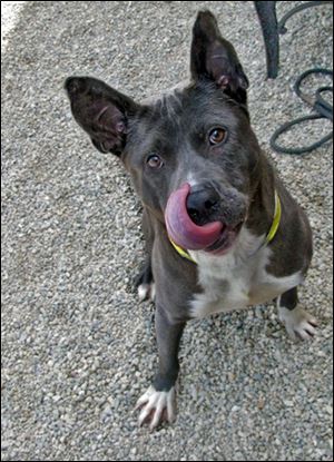 Cotter was set to be killed at the Humane Society, but returned to the dog pound Thursday and transferred to the Lucas County Pit Crew. Cotter will be fostered by Omar Smiley, a long-time pound volunteer.