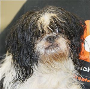 Dukie, a male Shih Tzu, pound #A002774.