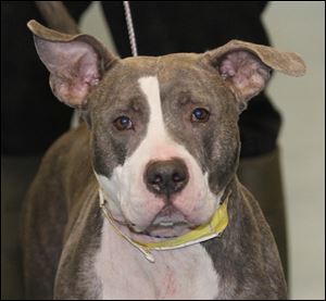 Lizzie, a female Pit Bull mix, pound #A002670 has special needs.