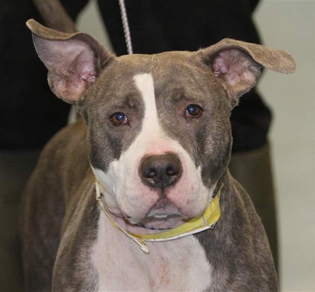 Lizzie-a-female-Pit-Bull-mix-pound