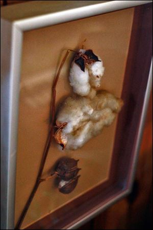 A boll of cotton that Ora Bell picked as a girl in Louisiana and brought to Toledo served as a reminder of what her family dealt with in the past.