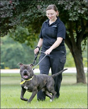 Laura Simmons, operations manager at the Lucas County Dog Warden's Office, takes DeNiro for a walk. The dog was found by police more than a month ago.