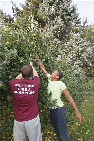 Nate Childress, 16, a Rossford High School junior, left, lowers a branch for Brian Burks, 17, a Rossford senior, to reach for apples.