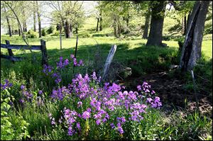 Phlox daisies which are among the many meadow flowers that can thrive in traditional landscapes -- even in city settings. 