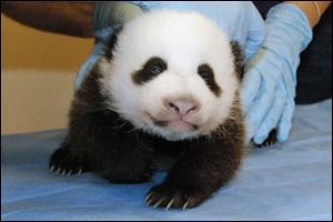 This photo provided by the Smithsonian's National Zoo shows Mei Xiang's giant panda cub.