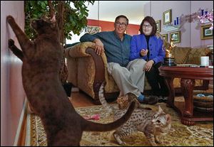 Dan and Robin Madigan of Waterville watch their award-winning Ocicats at play. From left are Miley, Gibbous, and Eleanor. The three felines took one of the top awards for best video in ‘The Friskies' annual award show in New York City last week. 