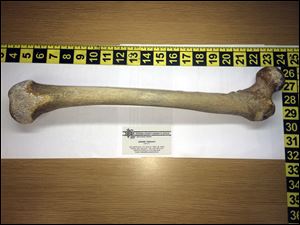 A femur bone from a human leg that was found by a camper last weekend along the Lake Michigan shoreline at Silver Lake State Park, near Mears, Mich., about 65 miles northwest of Grand Rapids.