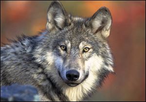 Gray wolf