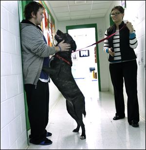 Terry Power plays with Princess P, the dog picked up recently with a severely embedded collar, at the Toledo Area Humane Society in Maumee, Ohio. She's being held by Danielle Jones, of the Toledo Area Humane Society. 