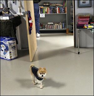 Rescue dog Molly, who is owned by director Mary Moser, walks around the new ReTail Shop on South Byrne Road.