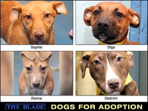 Lucas County Dogs for Adoption: Dec. 17