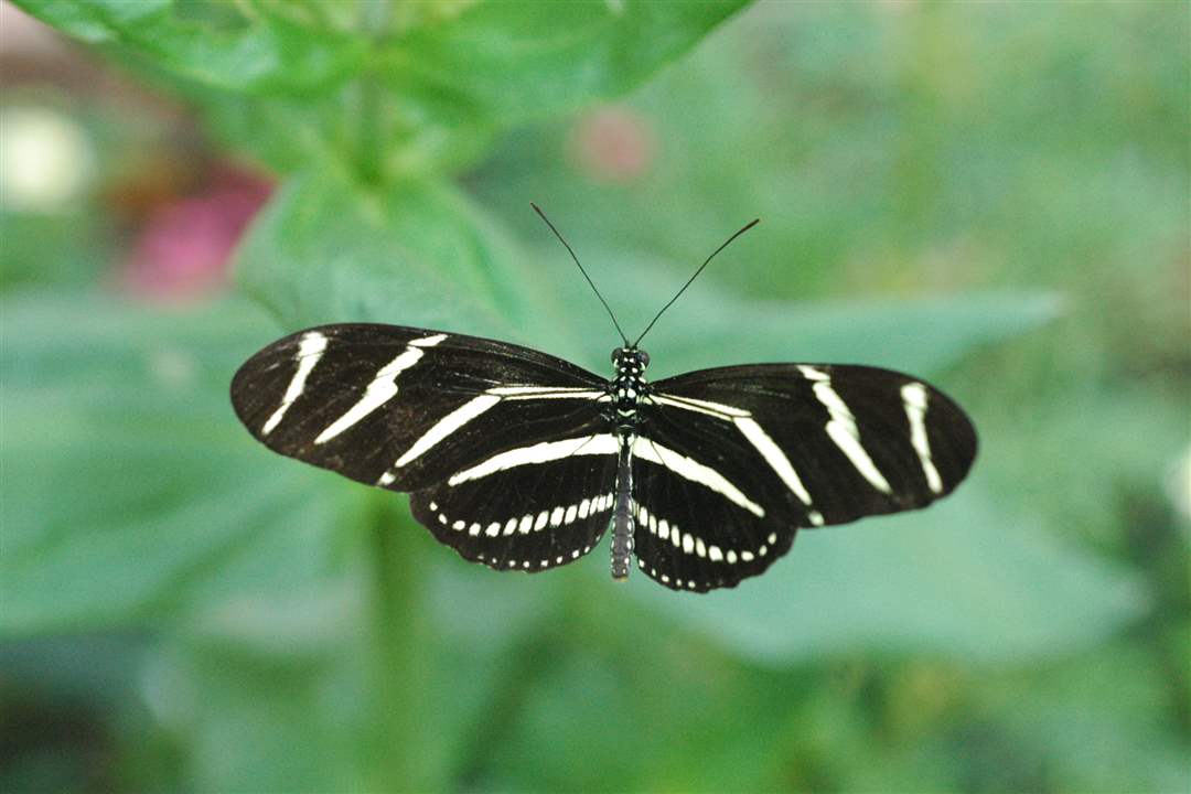 Zebra-longwing-1-12