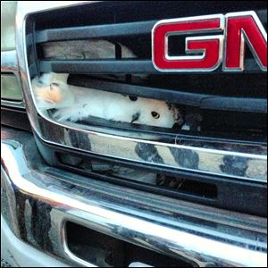 Jon Aurand’s truck hit this snowy owl while on his way to work along State Rt. 281 in Wood County. The owl became lodged in the grill of his truck and rode along for about 10 miles. It flew away after being rescued.