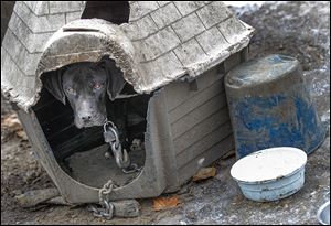 Adelaide peers out of a dog house as Nancy Schilb, animal cruelty investigator for the Toledo Area Humane Society, investigates on Wednesday. Ms. Schilb confiscated the dog.