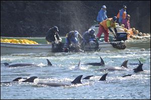 Fishermen on boats catch bottlenose dolphins during the selection process in Taiji, western Japan Sunday.