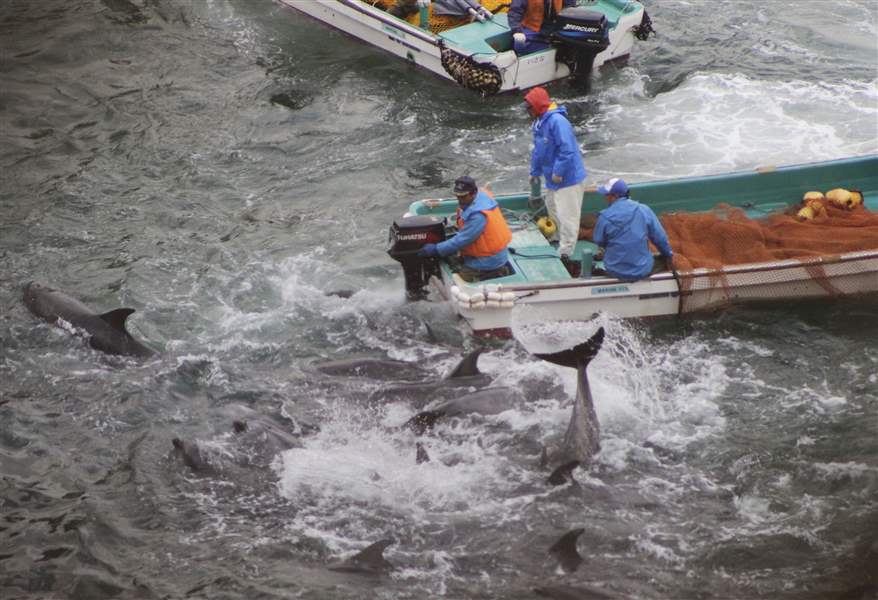 Japan-Dolphin-Hunt