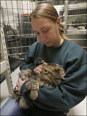 Kim Ferguson, kennel supervisor at Paws & Whiskers Cat Shelter in Toledo, holds a male cat rescued from a Dumpster at the Hilltop Village Apart-ments off North Byrne Road. A Good Samaritan found the cat inside the trash bin late last month and called the shelter.