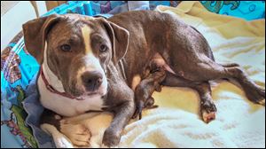 Foster ‘pit bull’ Paisley nurses the newborn pup, now named Celia, that was found in a garbage can on Rockingham Street in Toledo. Paisley recently lost her own litter of six puppies and has taken in this new little one as her own.