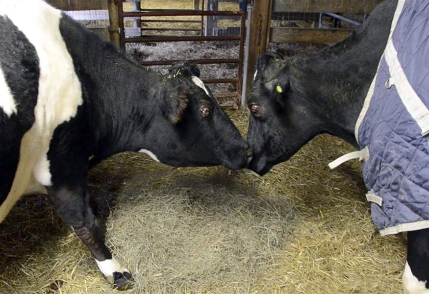 Two-Blind-Cows