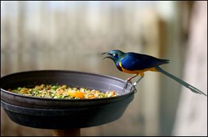 A Golden-Breasted Starling sits on the edge of the bird feeder.