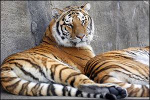 Siberian tigers lounge outside at the Toledo Zoo admission free for Lucas County residents Monday.