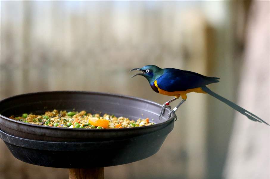 A-Golden-Breasted-Starling-sits-on-the-edge-of-the-bird-feeder