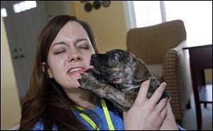 Amy Roth of the Lucas County Pit Crew gets some puppy love from Avery, a 7 or 8-week-old brindle puppy, at her Sylvania home. Cutie's Fund helped with his initial care for open wounds on his neck, but is not contri-buting to his ongoing care.