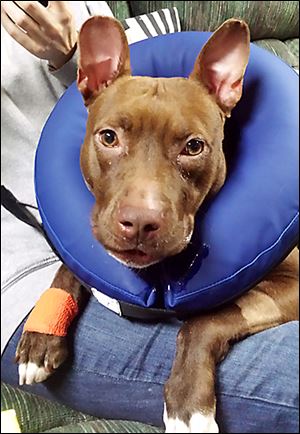 Ruthie, a 1-year-old ‘pit bull’ who came to the county shelter as a stray Dec. 7, began showing lameness this month, and it was discovered that she had a luxating patella. She had surgery Friday and was transferred to the care of the Lucas County Pit Crew.