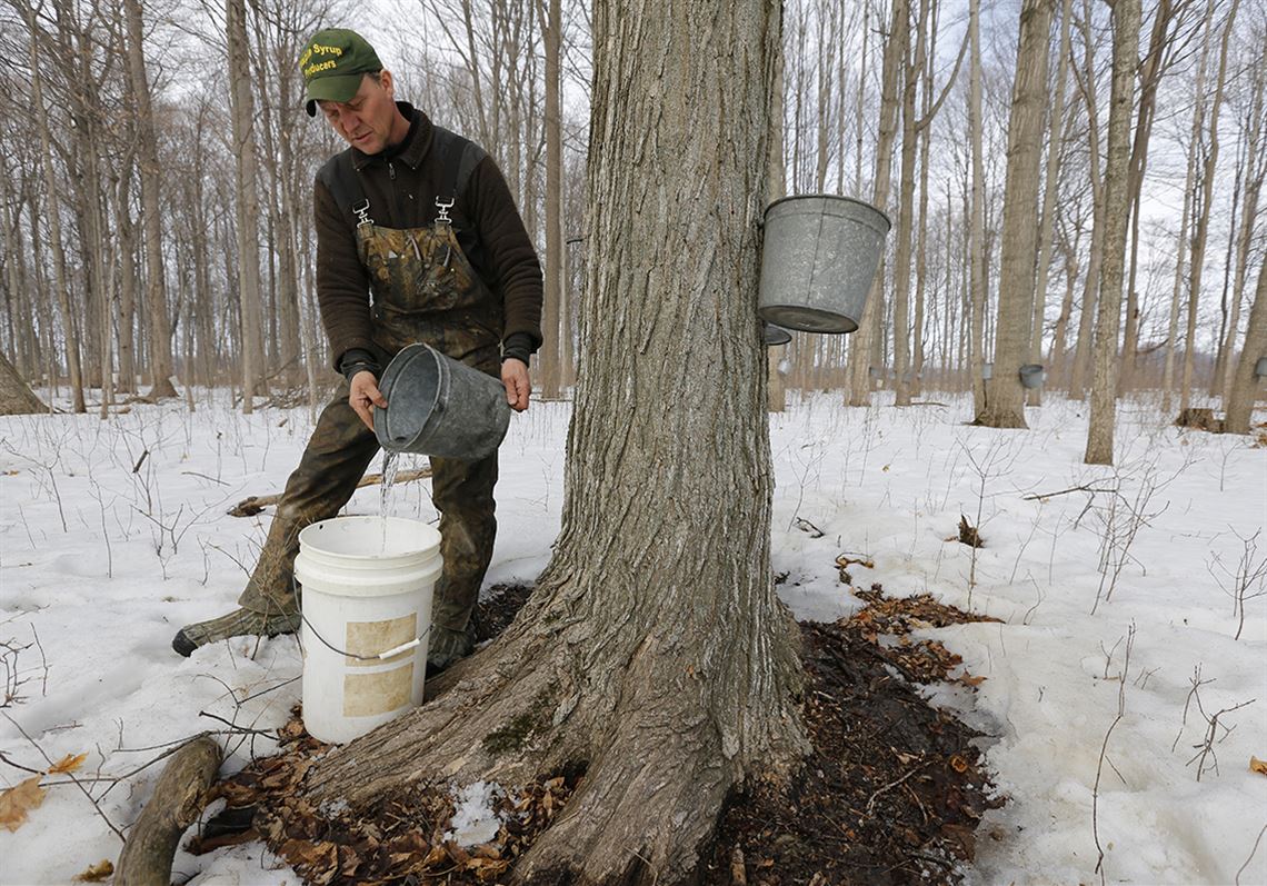 True maple syrup rooted in tradition for one area family The Blade picture