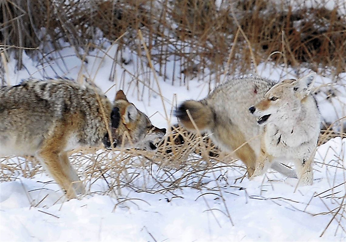 Coyotes Often Kill Livestock May Have Attacked Local Pigs The Blade