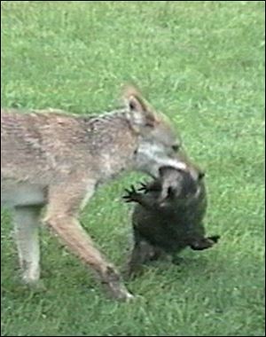 A coyote is caught on video in a backyard after capturing its prey in Dearborn, Mich.