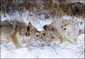 Two coyotes fight over an animal carcass in Yellowstone National Park. The animal is so vicious it is often the first suspect when livestock or pets go missing.