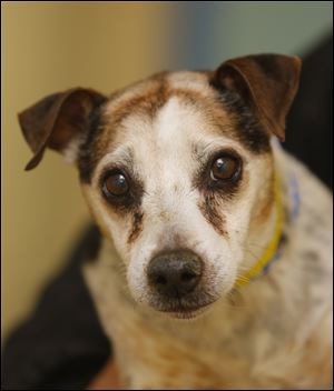 Buckeye, a six year-old male parson Russell, is now available for adoption. Pound #5318  Cage #167i