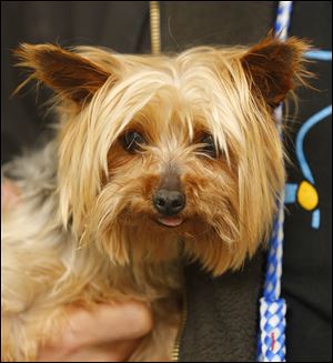 Star, an 8 year-old female yorkie mix, is now available for adoption.  Pound #5350  Cage #114