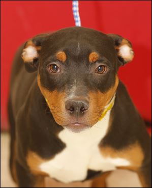 Dobbie, an 11 month-old male doberman mix,  is now available for adoption. Pound #5264  Cage #173i