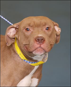 Poppi, a two year-old female pit bull mix, is now available for adoption. Pound #5348  Cage #O-B