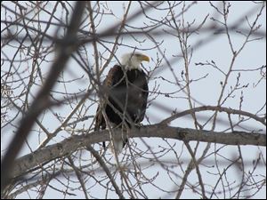 A bald eagle sits in a tree along the Maumee River near Grand Rapids. A 2013 survey found there were 190 bald eagle nests in Ohio. Most of those are found along the lake.