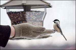 Stephen Cox reaches out and gets a hungry bird to take feed from his hand near a backyard feeder near Waterville.