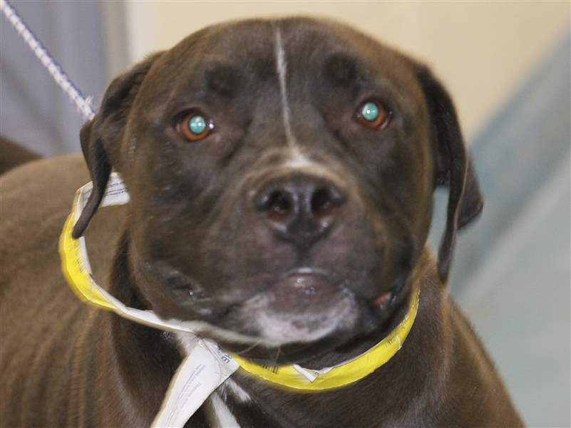 Zeus-a-male-Mastiff-mix-pound-5420